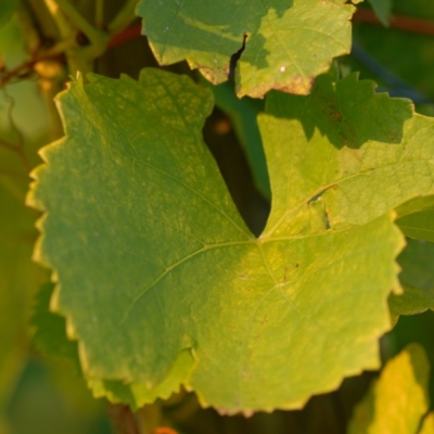 Silvaner Blatt 1